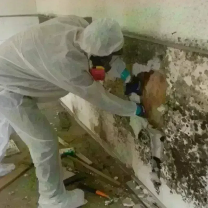 Mold Remediation and Removal in Temple City, CA